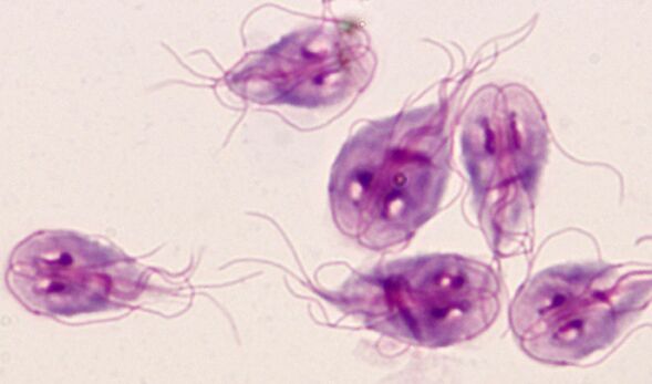 Protozoenparasiten Giardia im menschlichen Körper