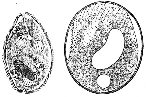 Protozoenparasiten von Balantidien